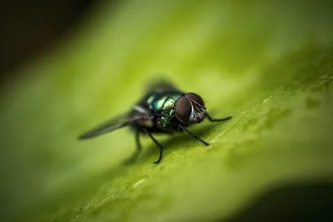 Green fly on leaf, selective focus, incredible wildlife Stock Photos