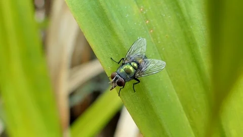Green fly on leaves Stock-Footage 88491342