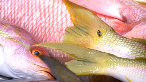 Green fly over fish. Stock Footage 150231353