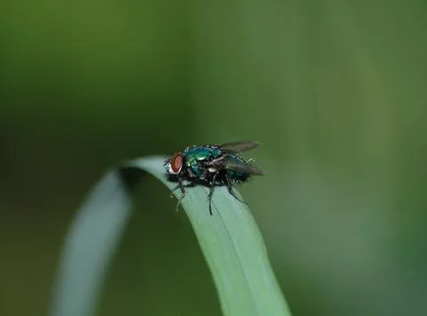 The green fly Stock Photos
