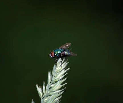 The green fly Stock Photos