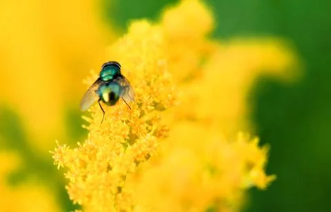Green Fly Foto stock