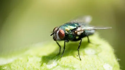 Green Fly 스톡 사진