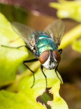 Green fly Stock Photos
