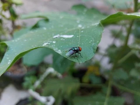 Green fly Stock Photos