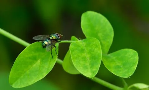 Green fly Stock Photos