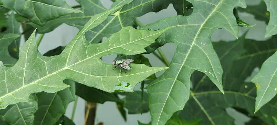 Green fly Stock Photos