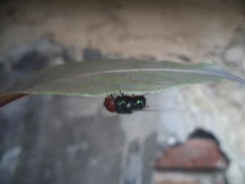 Green fly 스톡 사진