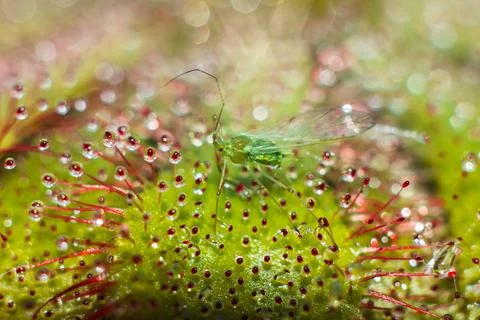 Green-fly prey Stock Photos