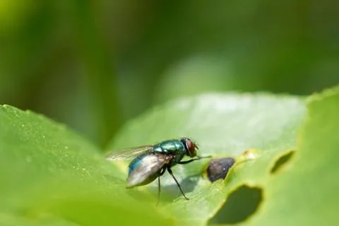 Green fly sitting on leaf tree Stock Photos