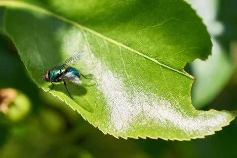 Green fly sitting on leaf tree Stock Photos