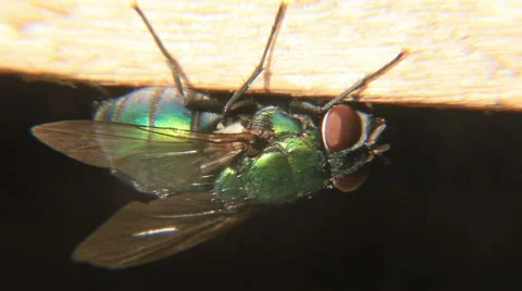 Green fly on sunlight Stock Footage 53300364