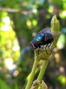A green fly is on top of a young leaf Stock Photos