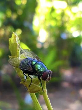 A green fly is on top of a young leaf Stock Photos
