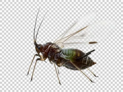 Green fly on a white background isolated on white background Stock Photos
