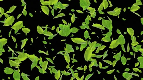 Green Flying leaves leaf CG Realistic 3D Alpha channel loop Animation 4K Stock Footage 140097930