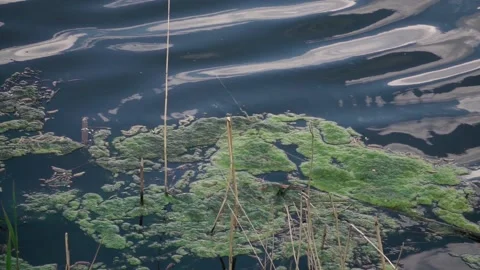 Green foam in the swamp Stock Footage 132437221