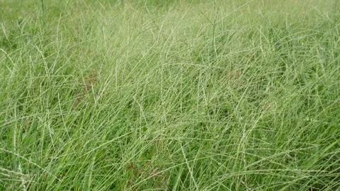 Green fodder grass Stock-Footage 334002005