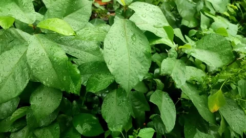 Green Foliage After Rain Video stock 321347097
