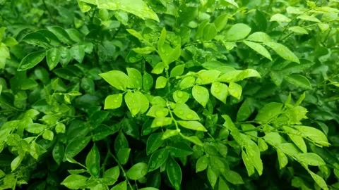 Green Foliage After Rain Video stock 321347101
