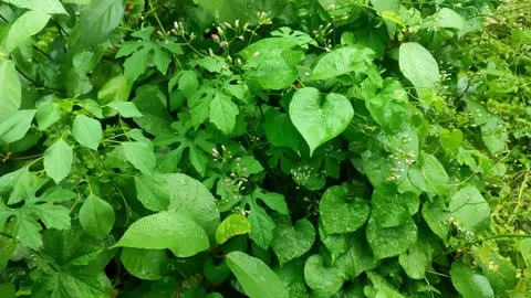 Green Foliage After Rain Video stock 321347102