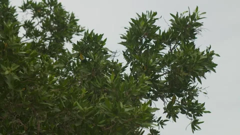 Green foliage against a cloudy sky at the beach Video stock 334328435