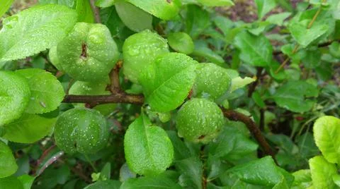 Green foliage and fruit of the tree Stock Photos
