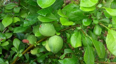 Green foliage and fruit of the tree Stock Photos