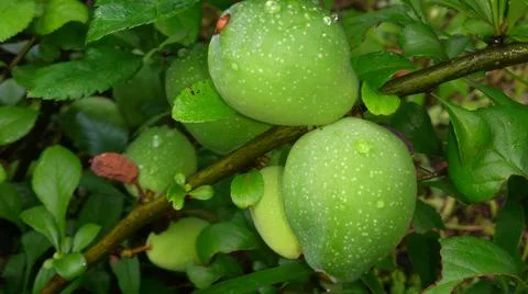 Green foliage and fruit of the tree Stock Photos