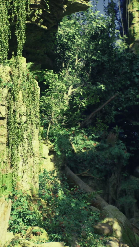 Green foliage and rocks seen in a natural setting near a cave in the forest Stock Footage 331663544