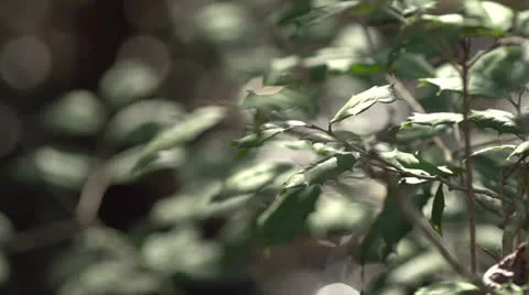 Green Foliage and Small Stream in South Carolina Forest HD Video Stock Footage 24632907