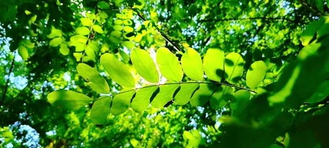Green Foliage and Sun Rays in Forest Canopy Vídeos de archivo 342028844
