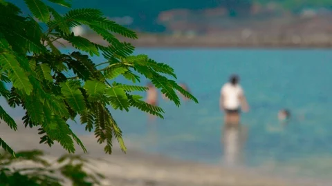 Green foliage and tree branches on background people bathing in sea. Tree Stock Footage 92656495