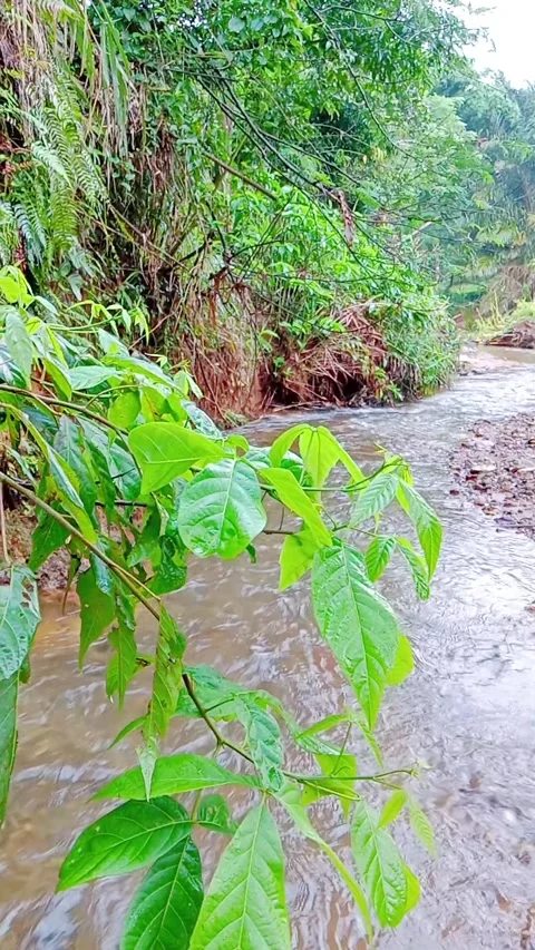 Green foliage and trees along a riverbank in nature Stock Footage 346746001