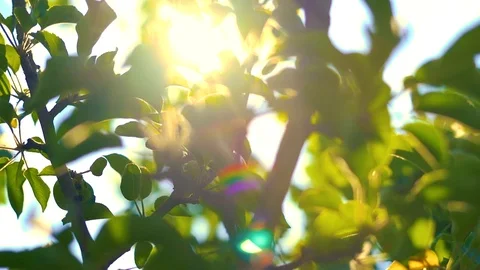 Green foliage of an apple tree Stock Footage 91398547
