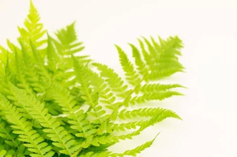 Green foliage backdrops Stock Photos