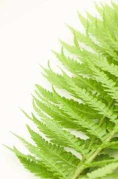 Green foliage backdrops Stock Photos