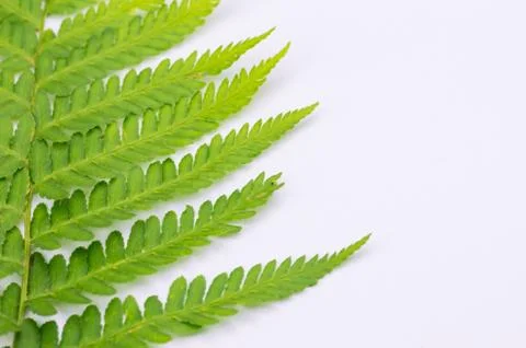 Green foliage backdrops Stock Photos