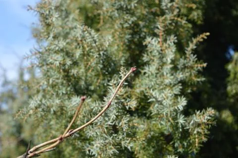 Green foliage in the background with bare branches showing signs of new growth Stock Photos
