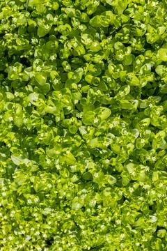 Green foliage background for design Stock Photos