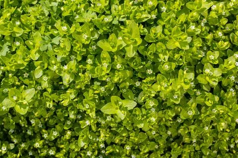 Green foliage background for design Stock Photos