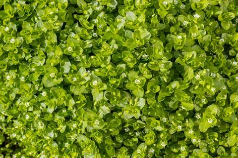 Green foliage background for design Stock Photos