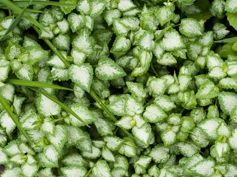 Green foliage background Stock Photos