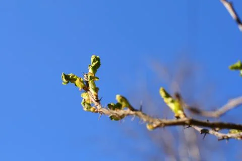 Green foliage background Stock Photos