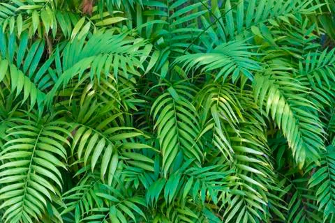 Green foliage background Stock Photos