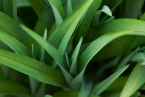 Green Foliage Background Stock Photos