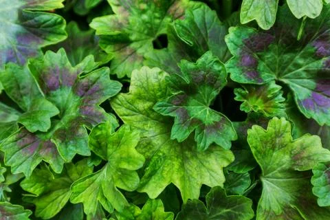 Green foliage background Stock Photos