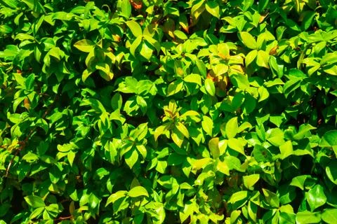 Green foliage background Stock Photos