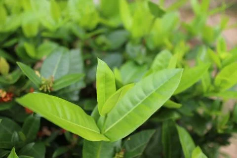 Green foliage background Foto stock