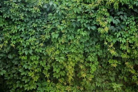 Green foliage, background Stock Photos